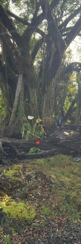 Majestic Banya tree cabin，位于芒廷维尤的酒店