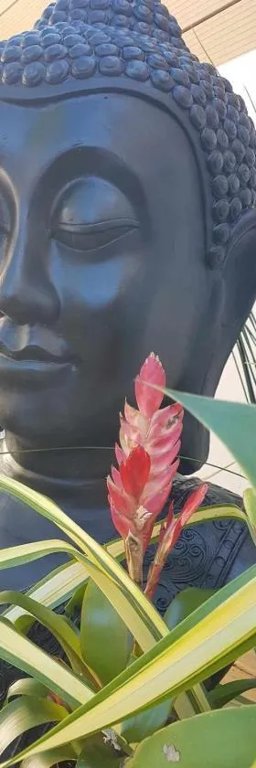 Le Ti' Cardinal，位于圣菲利普的酒店