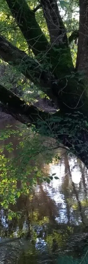 Les Rives de CAUPIAN，位于雅莱地区圣梅达尔的酒店