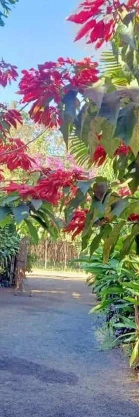 Tribal Village Homestay & Trekking，位于邦隆的酒店