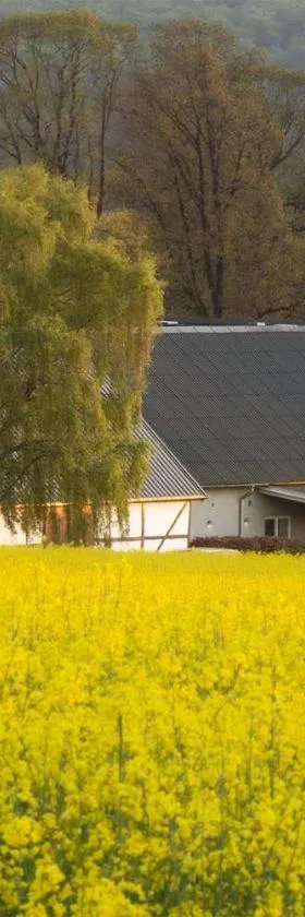 Allé på Österlen，位于奇维克的酒店