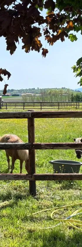 Le petit paddock，位于Villeneuve-lès-Cerfs的酒店
