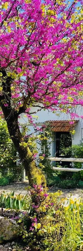La Petite Maison，位于Corme-Écluse的酒店