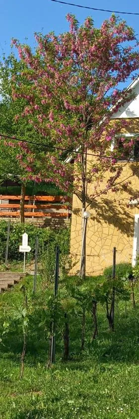 Szőlőskert Vendégház，位于Baj的酒店