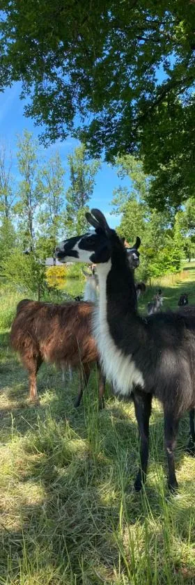 The Llama Farm France，位于Saint-Cyr-les-Champagnes的酒店