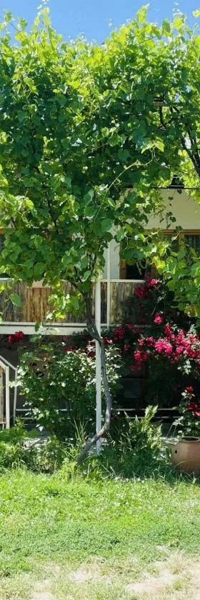 Guest House Aleksandre，位于T'mogvi的酒店