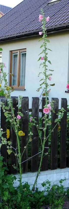 Gospodarstwo Agroturystyczno-Edukacyjne Gratka，位于Celiny的酒店