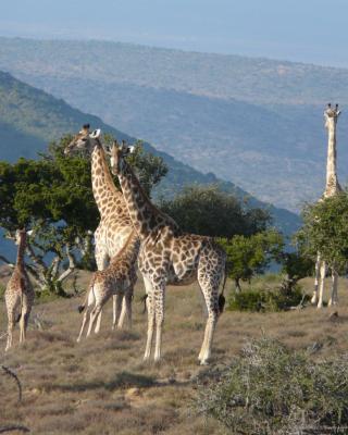 Koedoeskop Private Mountain Reserve