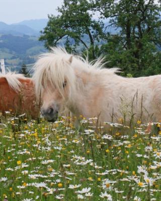 Bio Bauernhof - Mini Shetland Ponyhof "Almbauer"