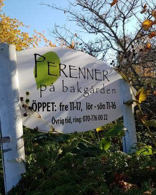 Perenner på bakgården