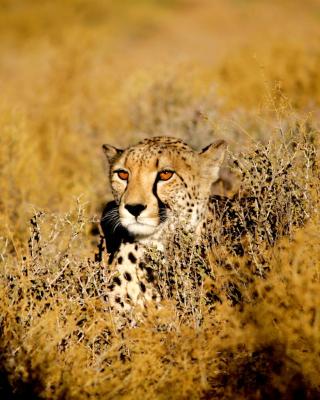 Inverdoorn Game Reserve Lodge
