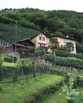 Casa immersa nel vigneto