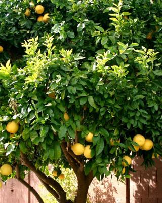 LEMON TREE