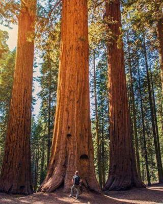 The Sequoia Hut!