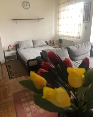 Tulipan