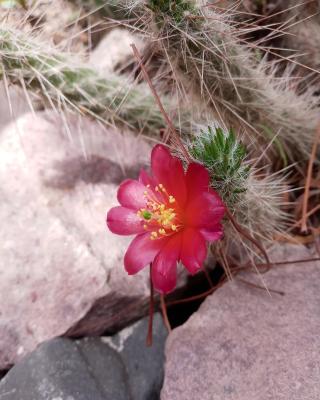 Cabaña Flor de Cardón-Juella.