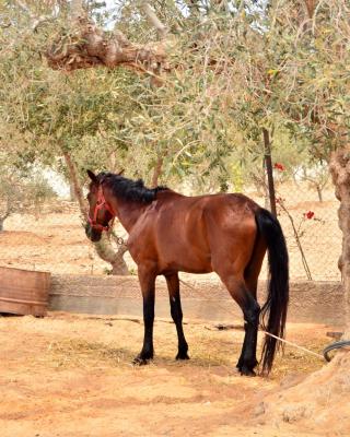 Ranch Tanit Djerba