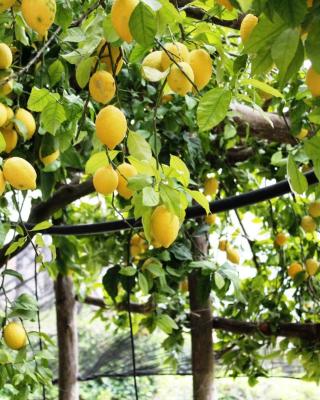 Poggio Angelarosa: Lemon Garden Stay&Relax