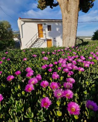 Casita of Casa Olivar