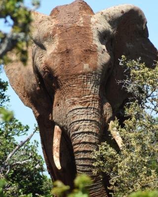 Orange Elephant Backpackers