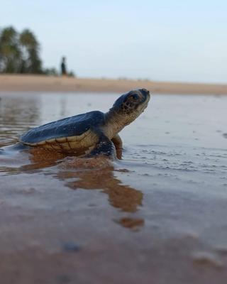 Turtle Watch Cabana