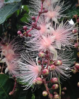 幸福蜗牛