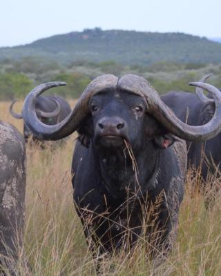 Bushwa Private Game Lodge