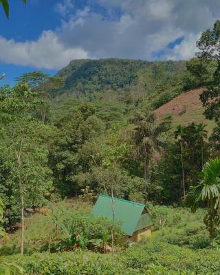 Rainforest cabin