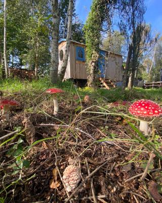 Sapphire forest garden shepherd’s hut