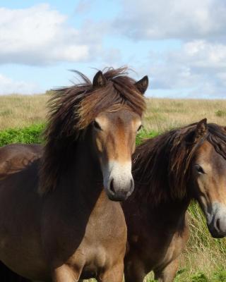 Exmoor BnB in Withypool on Two Moors Way