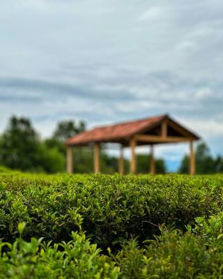 Tea Gezruli