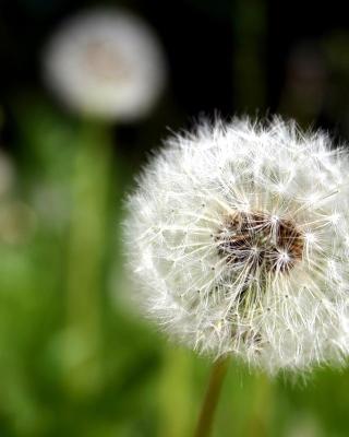 Ferienwohnung Pusteblume