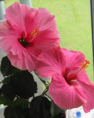 Hibiscus Bed & Breakfast