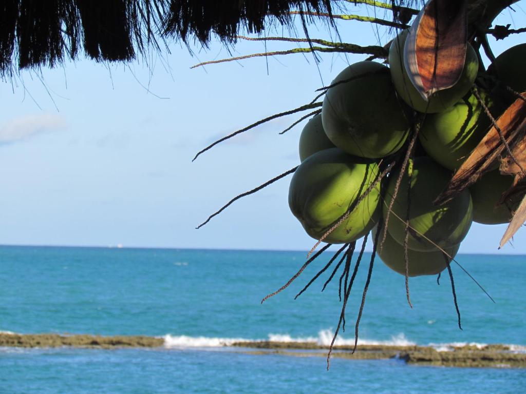 塔曼达雷Apart Hotel Marinas Tamandaré的海滩上一棵树上挂着的一群绿色椰子