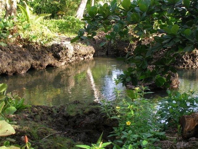 卡维塔Piscina Natural on the Sea的植物田里的水流