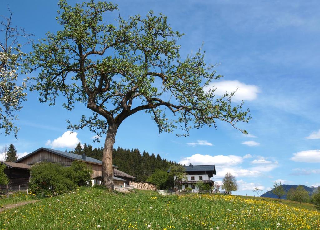 戈尔德格Unterhofgut的房子旁边的田野里的一棵树