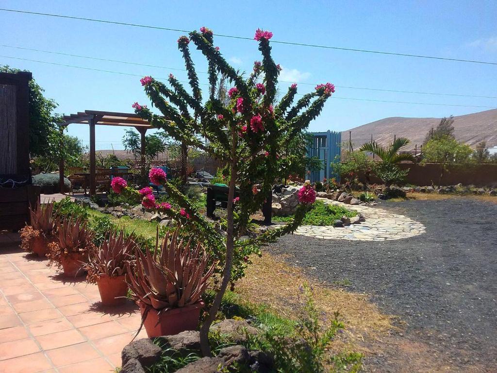 拉奥利瓦索列里奥乡村民宿的花园里种有粉红色花的植物