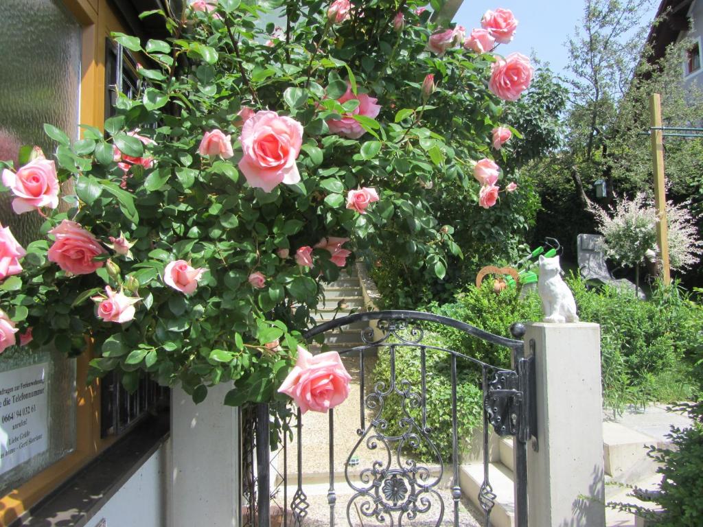 韦因地区拉奇Anna's Home - Ferienwohnungen的挂在栅栏上的一束粉红色玫瑰