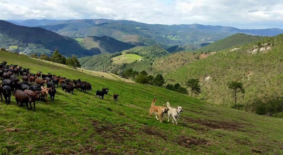 VillayónHotel Rural Yeguada Albeitar的一群马和狗在草地上跑