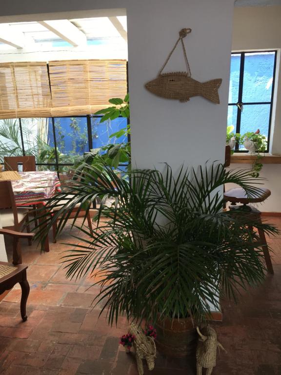 墨西哥城卡萨摩尔卡耶公寓的挂鱼室里的植物