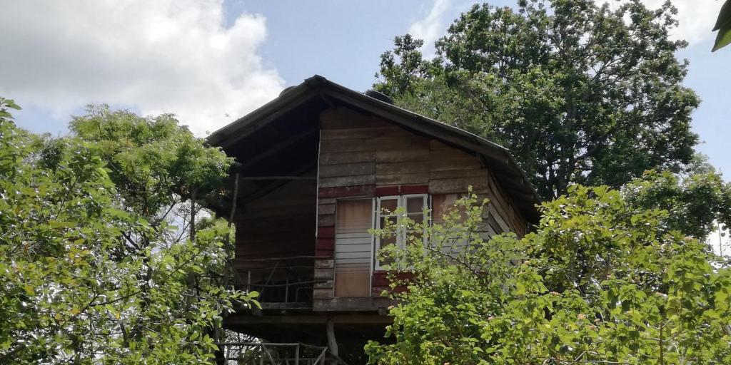 锡吉里亚锡吉里森林景观度假村的树中间的小木屋