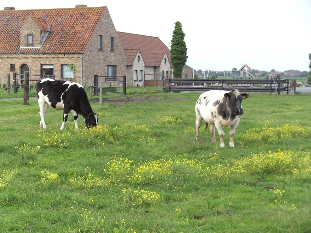德哈恩沃森奈夫旅馆的两头奶牛在草地上放牧