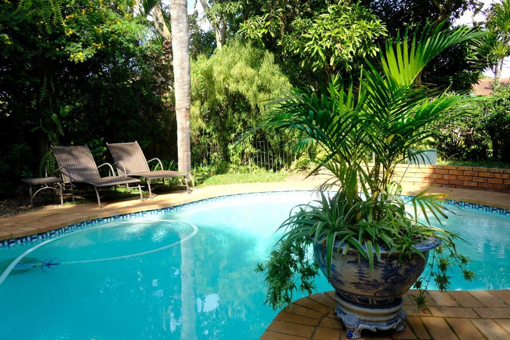 圣卢西亚圣卢西亚旅馆的游泳池旁的盆栽植物