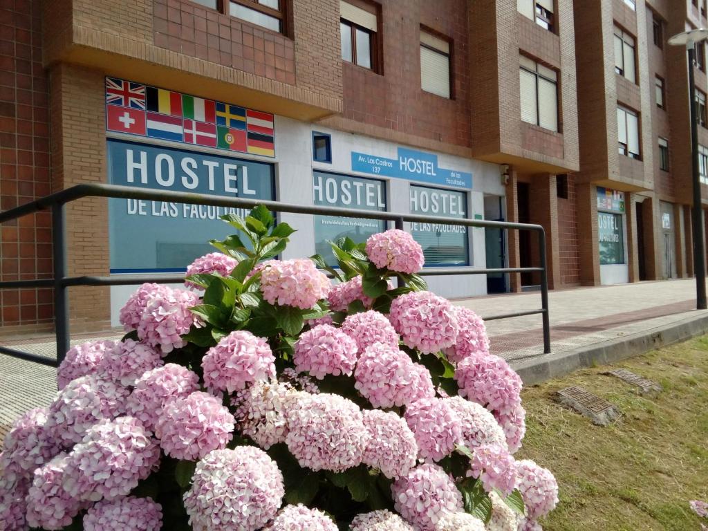 桑坦德Hostel de las Facultades的医院前的一大束粉红色花