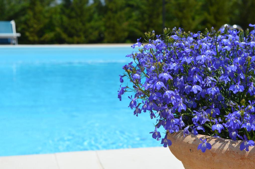 卡斯特拉纳格罗泰Il Piccolo Rifugio的游泳池旁的一盆蓝色花