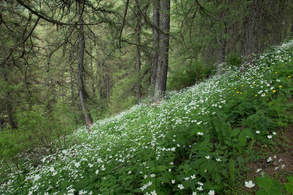圣雷热雷梅累兹Gites L'épilobe的树林里一片白色的花