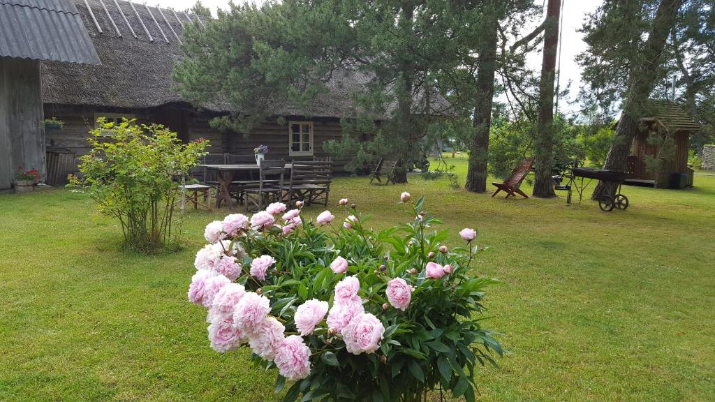 Kassari曼尼夏季度假屋的院子里的一束粉红色的花