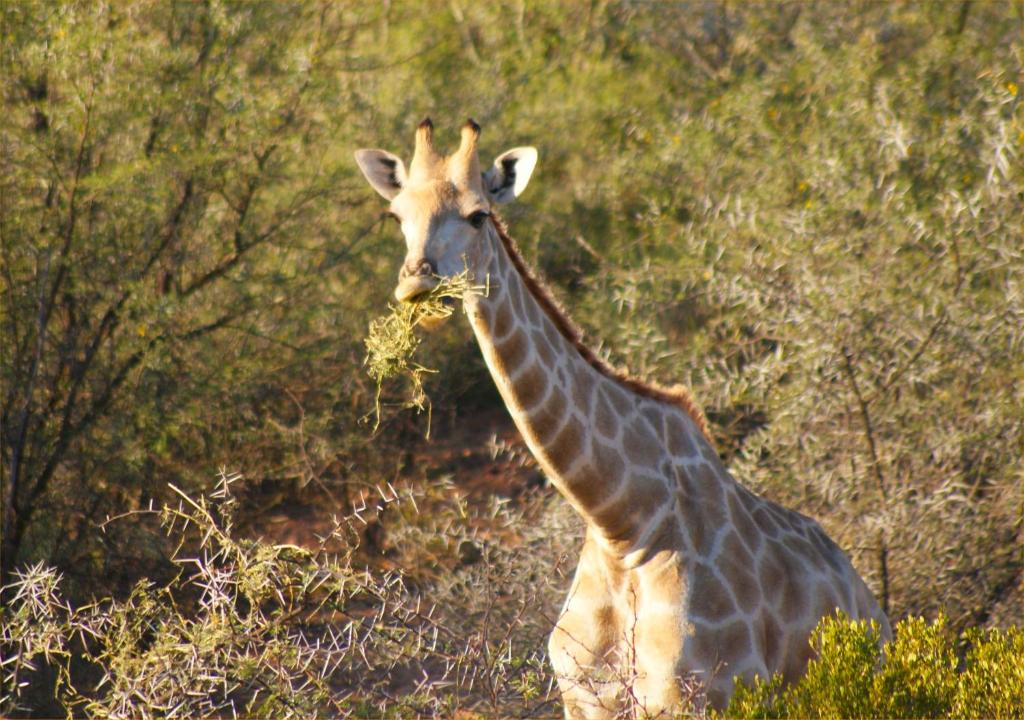 奥茨胡恩Zwartberg View Mountain Lodge的长颈鹿正在田野里吃草