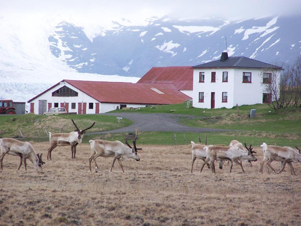 Hólmur赫尔玛宾馆的一群鹿在房子前面的田野里散步