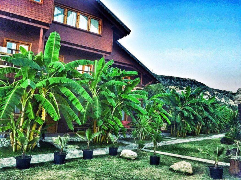 德尔米Guesthouse Vila Druri Dhermi的前面有一棵棕榈树的房子